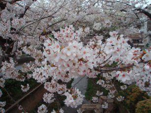深沢 呑川緑道桜横